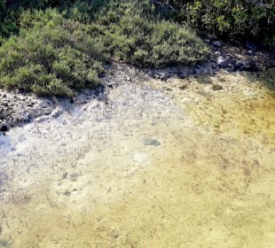 Al Thakira Mangroves