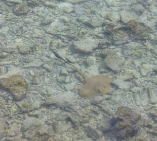 Sundowners Bar Bandos Island