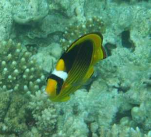 Hausriff Arabia Azur