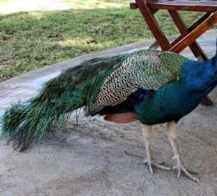 Casela Leisure and Nature Park