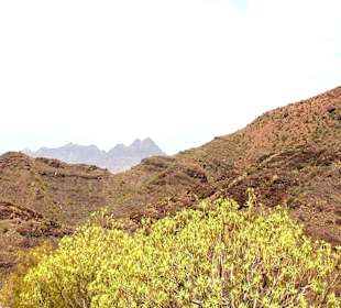 Roślinność Gór Gran Canaria