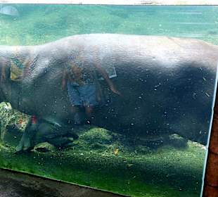 Singapur Zoo
