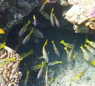 Schnorcheln am Hausriff