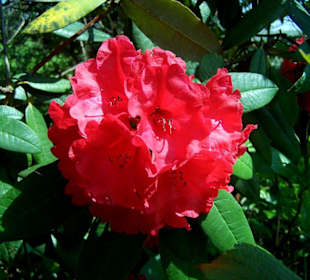 Trelissick Garden