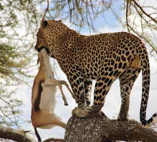 Tanzania Photographic Safari with Gosheni safaris