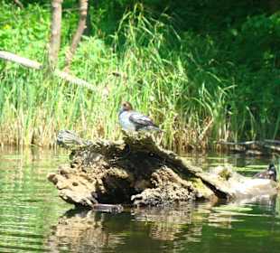 Malownicza rzeka Krutyń