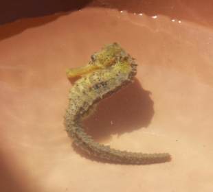 Тур в Татаджуба