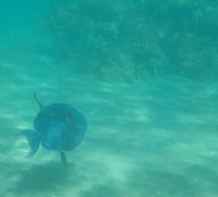 Schnorcheln Hurghada