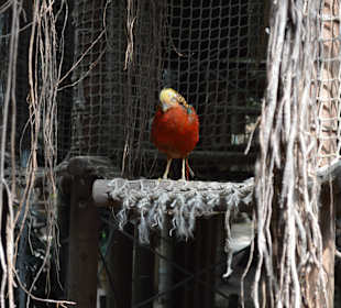 Jungle Dome