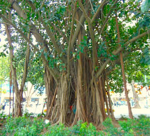 Hoan Kiem See in Hanoi