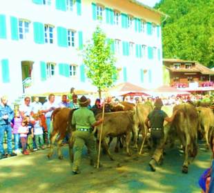 Alpabtrieb / Mellau / Vorarlberg Österreich 