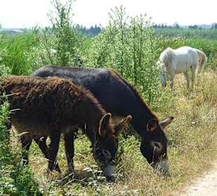 Im Naturpark Albufera