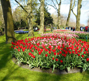 Blumenpracht im Keukenhof