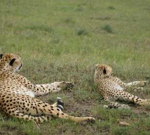 Geparden-Familie in Masai Mara