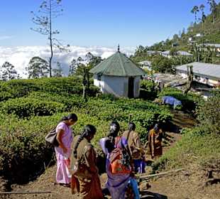 Zugfahrt zu den Horton Plains
