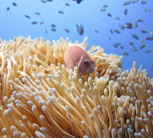 Halsbandanemonenfisch