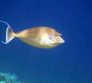 Schnorcheln Makadi Bay