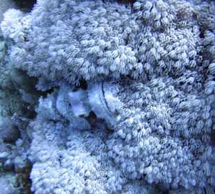 Nurkowanie w Sharm el Sheikh - podwodne życie