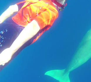 Schnorcheln Abu Dabbab