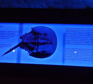 Jura-Museum