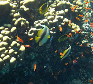 Fische