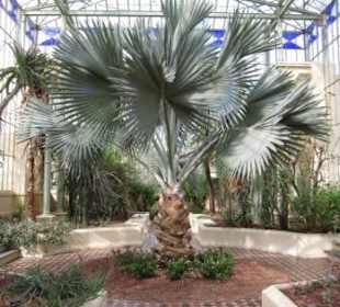 Euphorbia milii (Madagaskar)