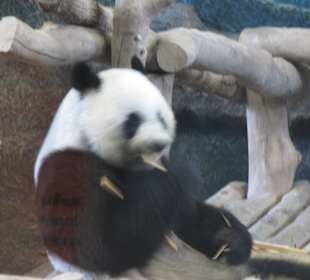 Panda Bär Chiang  Mai
