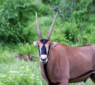 Oryx Antilope 