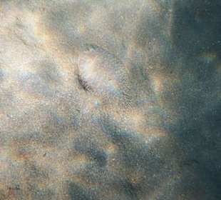 Moses Seezunge in der Lagune...