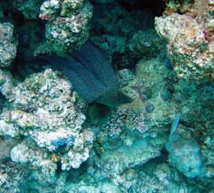 Schnorcheln Am Hausriff Gorgonia Beach!