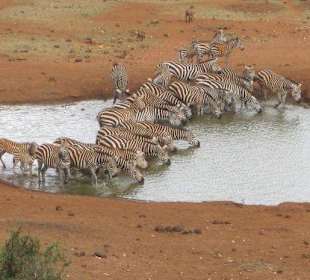 Zebras bei der Kilaguni Lodge