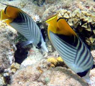 Fähnchenfalterfisch