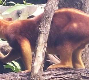 Singapur Zoo