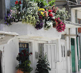 Blumenpracht