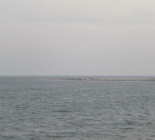 Seehundbank Tegeler Plate