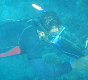 Traumhafte Unterwasserwelt