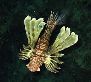 Einfach schön schwimmen mit Feuerfischen!