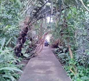 Palmiarnia Poznańska