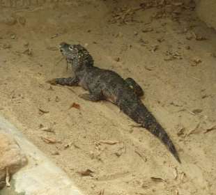 China Alligator