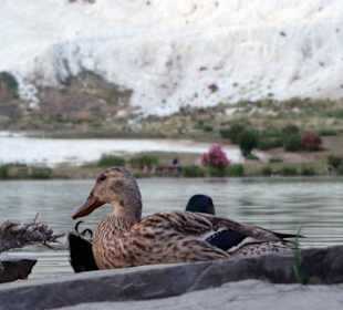 Утки на озере