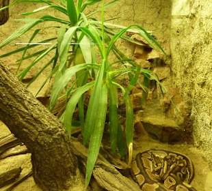 Königspython Terrarium