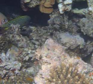 Korallen Riff mit Fisch