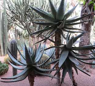 Eindrücke aus dem Jardin Majorelle Garten