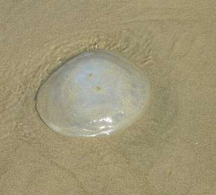 Angespülte tote Qualle