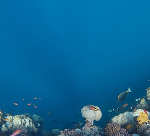 Schnorcheln Marsa Alam
