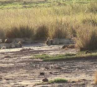 Löwen im Amboseli Nationalpark
