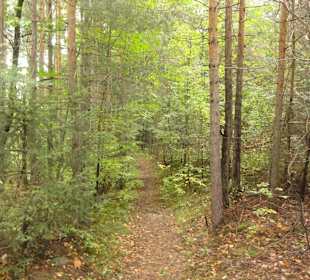 Waldweg