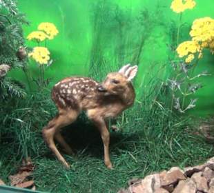 Museum Jagdtier + Vogelkunde