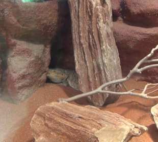 Südamerikabereich - Vogelhaus