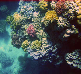 Bunte Korallen am Hausriff